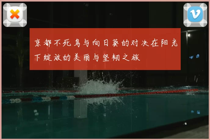 京都不死鸟与向日葵的对决在阳光下绽放的美丽与坚韧之旅