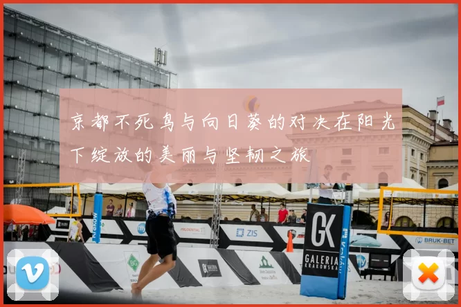 京都不死鸟与向日葵的对决在阳光下绽放的美丽与坚韧之旅